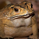 Duttaphrynus melanostictus, the toxic Asian toad invading Madagascar